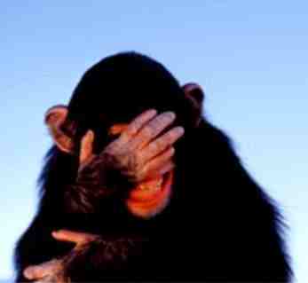 embarrassed-chimpanzee.jpg